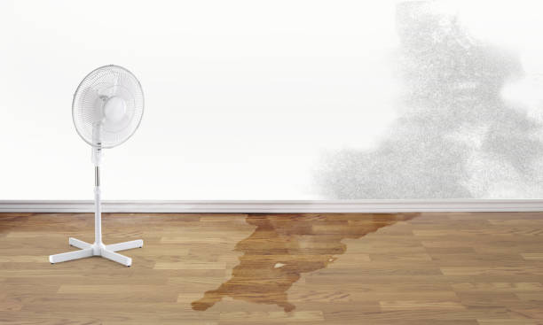 Best Water damage restoration near me  in Frankl, IN