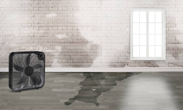 Best Water damage mitigation services  in Frankl, IN